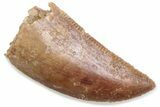 Serrated Raptor Tooth - Real Dinosaur Tooth #376440-1